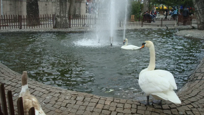 Kuğulu-puisto (Kuğulu Park) – joutsenet Ankarassa