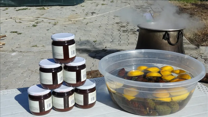 In Ayvalık wird aus Tannenzapfen, die 8 Stunden lang mit Frauenarbeit im Holzfeuer gekocht werden, Sirup hergestellt