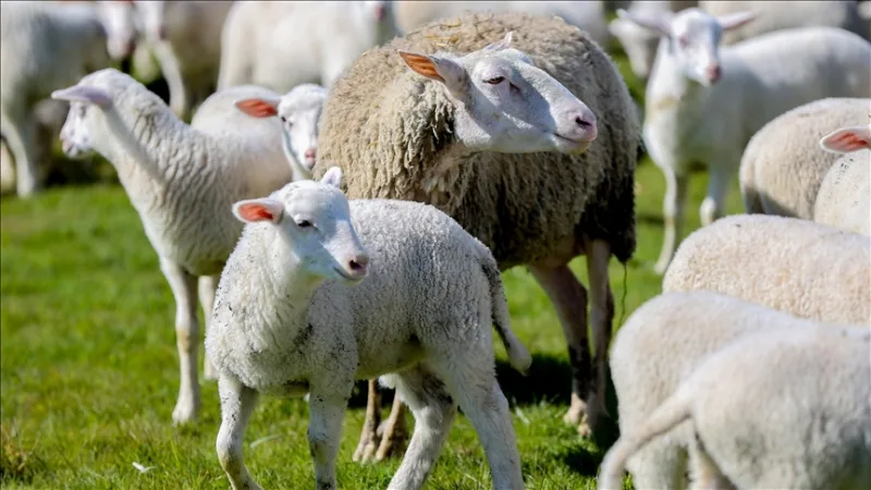 Die Bewerbungsfrist für das Projekt „Förderung der Kleinviehzucht im ländlichen Raum“ hat begonnen