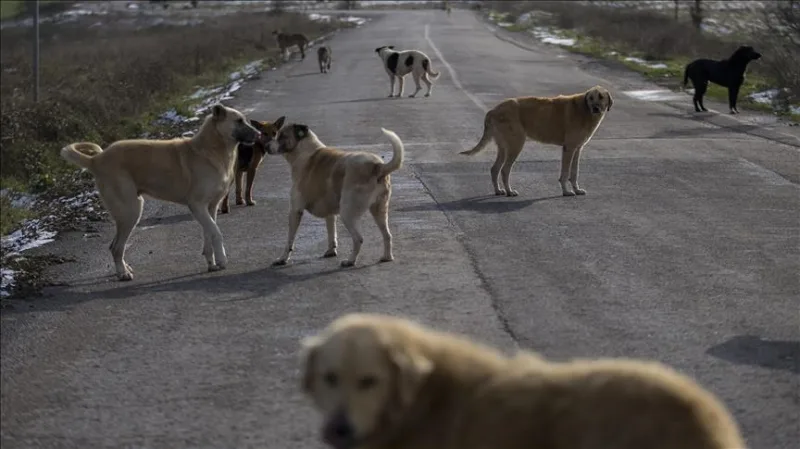 Carta de la Gobernación de Estambul a los ayuntamientos sobre la recogida de perros callejeros